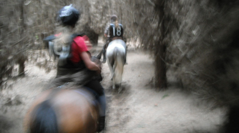 Science could help eliminate tiring Endurance horses earlier, say researchers - Horsetalk.co.nz