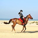 Prepare o seu cavalo para os treinos e próximas provas de Endurance  Os suplemen...